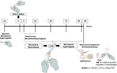 Decrease of IL-1β and TNF in the Spinal Cord Mediates Analgesia Produced by Ankle Joint Mobilization in Complete Freund Adjuvant-Induced Inflammation Mice Model